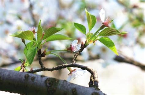 櫻花樹 種植